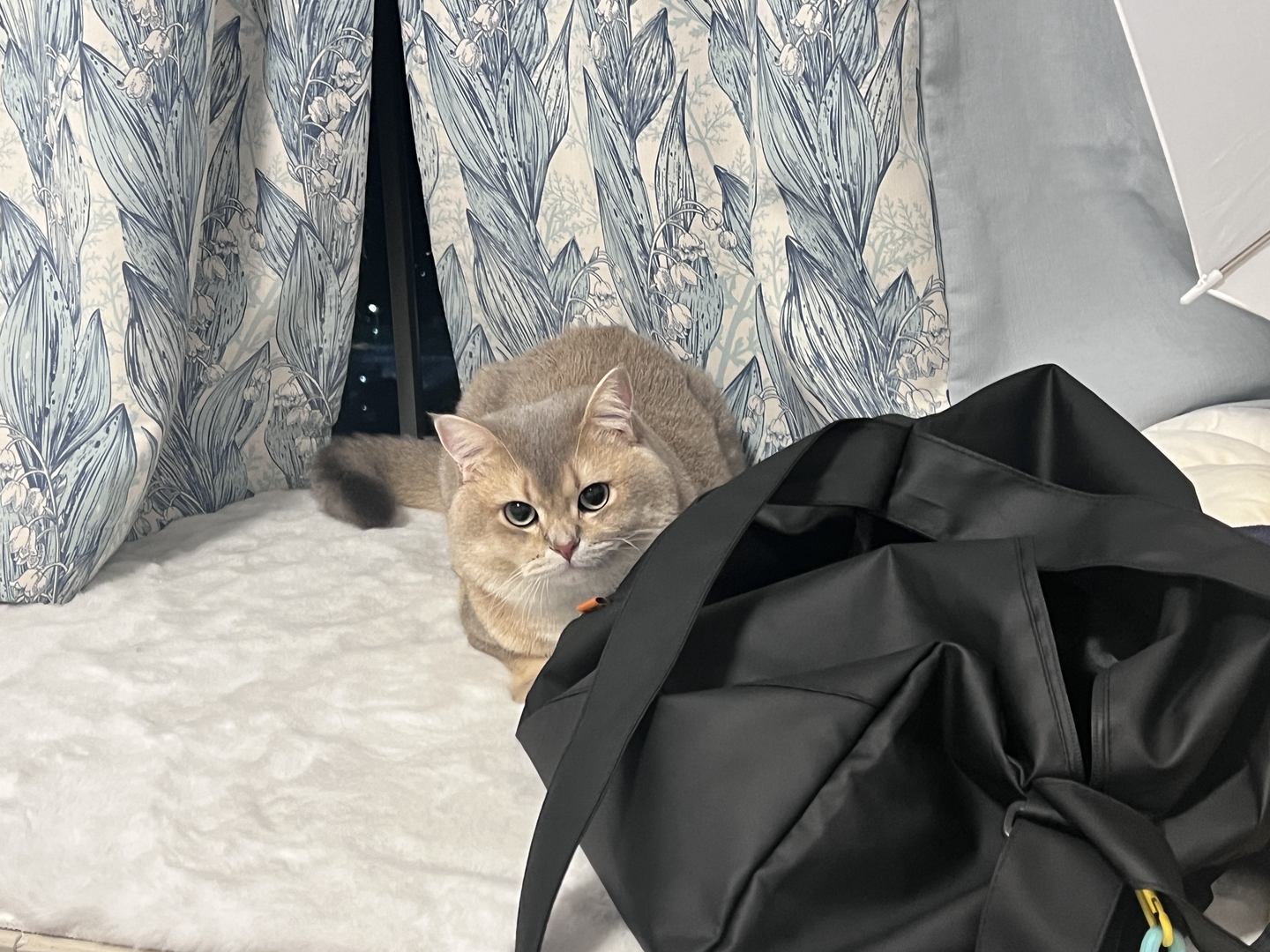 眼酱大魔王w  NO.69 23年07月fantia会员合集